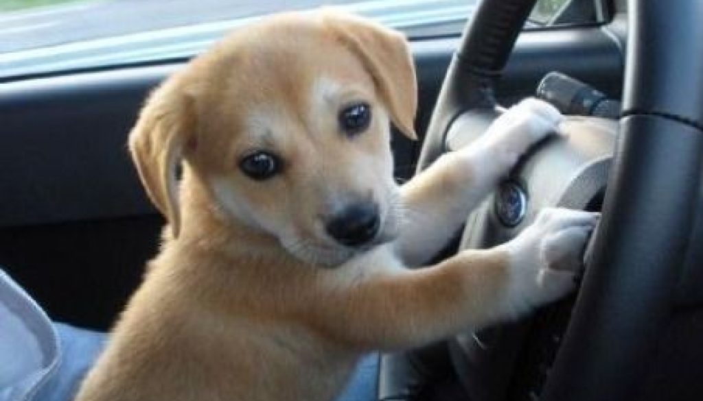 4750-1616523267-puppy-driving.jpg