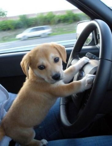 4750-1616523267-puppy-driving.jpg